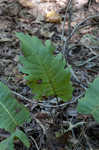 Prairie rosinweed